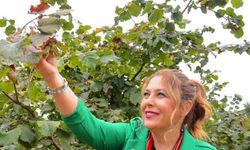 Milletvekili Gezmiş: Fındık Üreticisine Emeğinin Karşılığı verilmedi