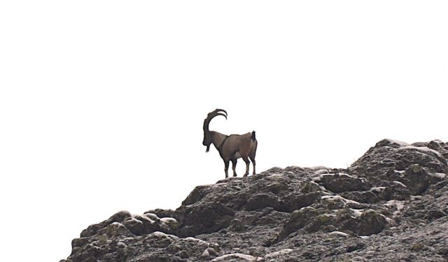 Şebinkarahisar’da Yaban Keçileri İçin Koruma Kalkanı: Envanter Çalışması Tamamlandı