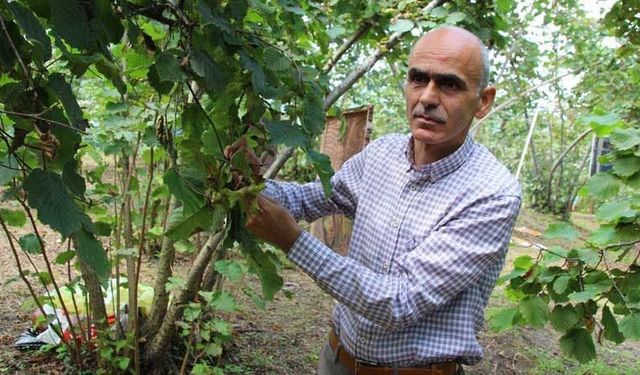 GZO Başkanı Karan: “Fındık Üreticisi Kendi Ürününün Kölesi Haline Geldi”