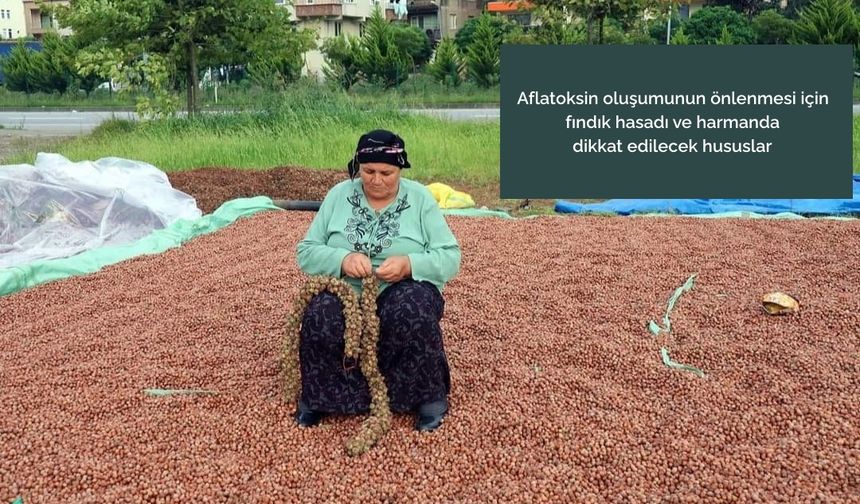 Fındık Üreticileri Uyarıldı, Harman’da Alfatoksine Dikkat