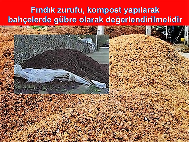 Fındık.zurufu2